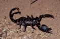 escorpion emperador